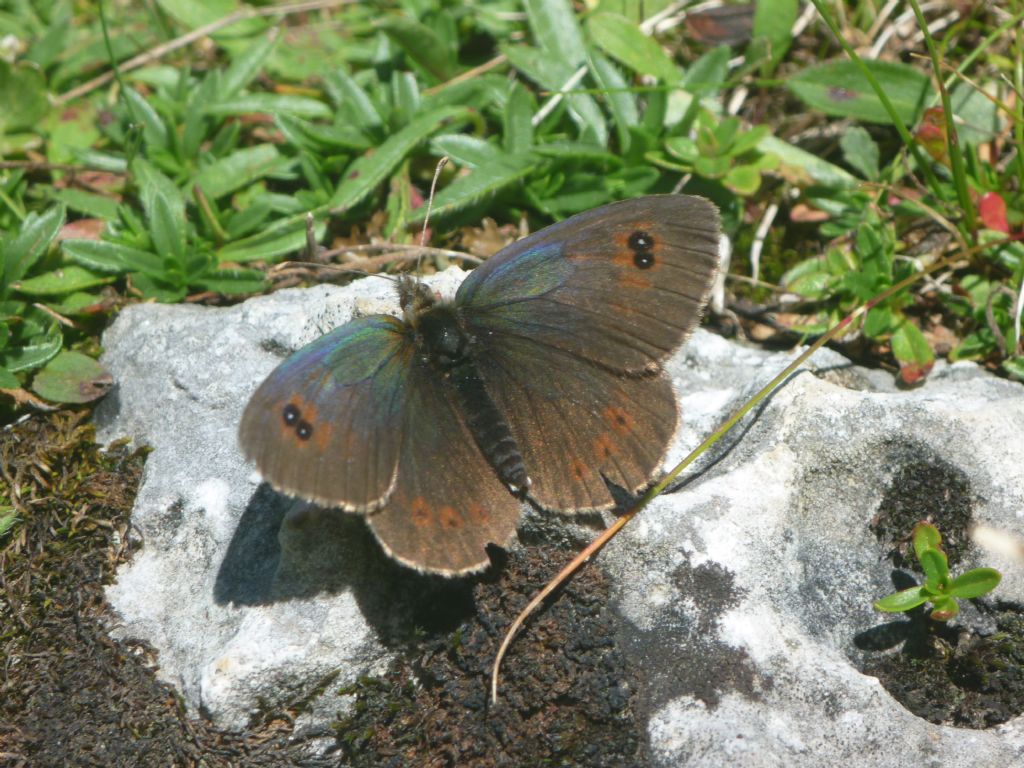 Erebia cassioides ed Erebia cfr. manto